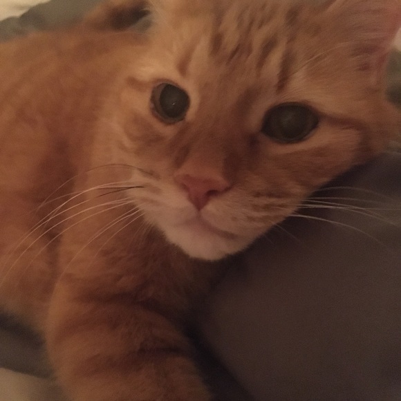 Meet your Posher, Patricia - Picture 1 of 1